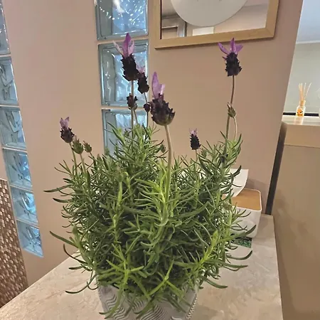 דירה Roentgena 16 Przy Centrum Onkologii I Klinice Novum ורשה